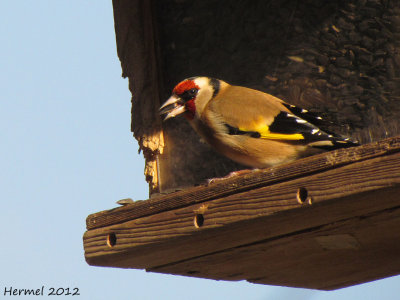 Chardonneret lgant - European Goldfinch