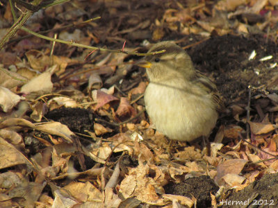 Moineau domestique - House Sparrow