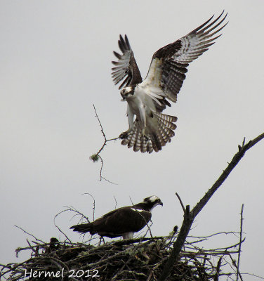 Balbuzard pêcheur - Osprey