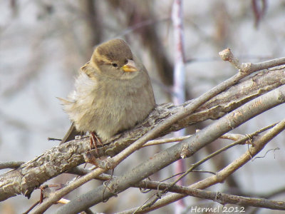 Moineau domestique - House Sparrow