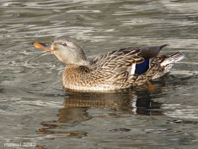 Canard Colvert - Mallard