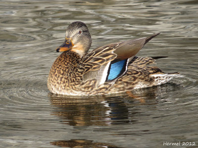 Canard Colvert - Mallard