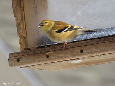 Chardonneret élégant - European Goldfinch