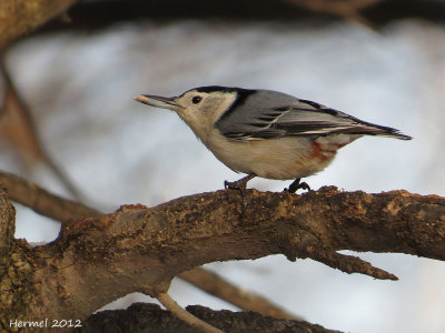 Sittelle à poitrine blanche - White-breasted Nuthatch