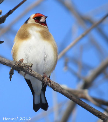 Chardonneret lgant - European Goldfinch