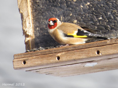 Chardonneret lgant - European Goldfinch