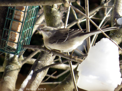 Moqueur polyglotte - Northern Mockingbird