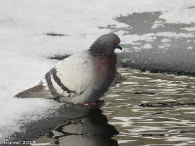 Pigeon biset - Rock Dove