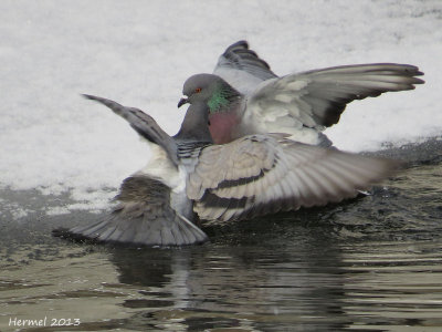 Pigeon biset - Rock Dove