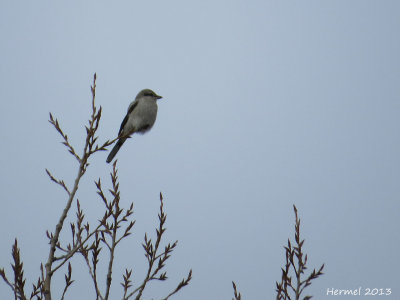 Pie-griche grise - Northern Shrike