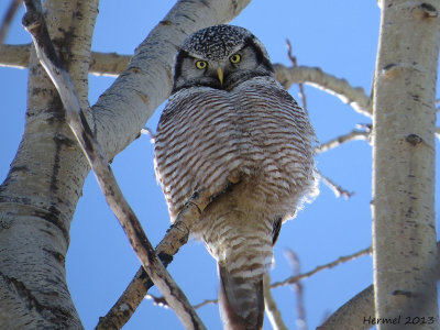 Chouette pervire - Northern Hawk Owl