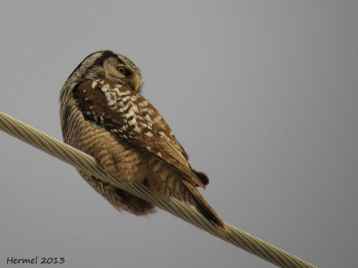 Chouette pervire - Northern Hawk Owl