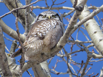 Chouette pervire - Northern Hawk Owl