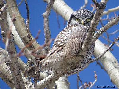 Chouette pervire - Northern Hawk Owl