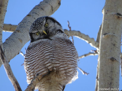 Chouette pervire - Northern Hawk Owl