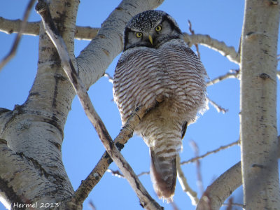 Chouette pervire - Northern Hawk Owl