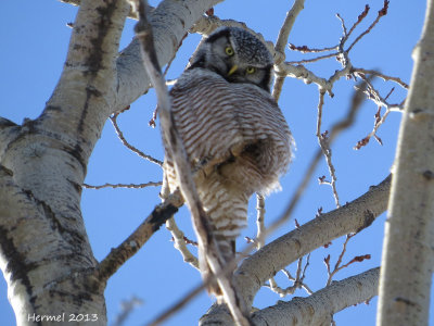 Chouette pervire - Northern Hawk Owl