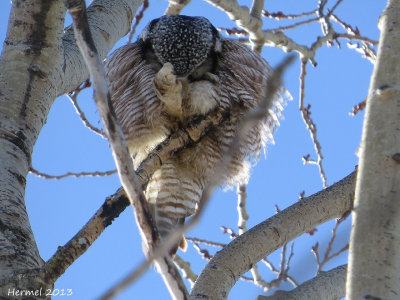 Chouette pervire - Northern Hawk Owl