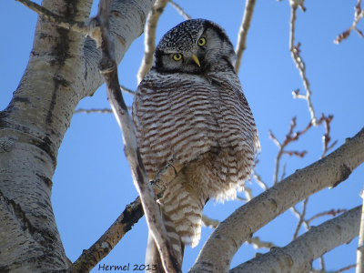 Chouette épervière - Northern Hawk Owl