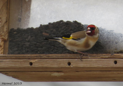 Chardonneret lgant - European Goldfinch