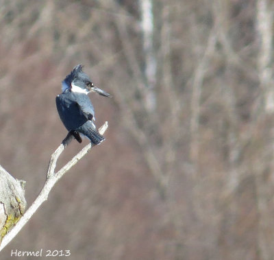Martin pcheur - Belted Kingfisher