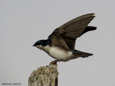 Hirondelle bicolore - Tree Swallow