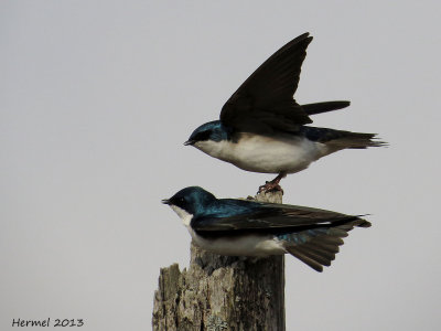 Hirondelle bicolore - Tree Swallow