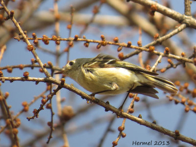 Roitelet  couronne rubis - Ruby-crowned Kinglet