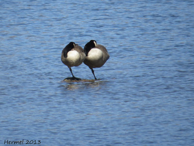 Bernache du Canada - Canada Goose