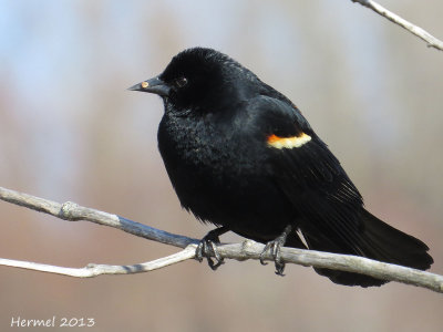 Carouge à épaulettes - Red-winged Blackbird