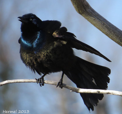 Quiscale bronz - Common Grackle