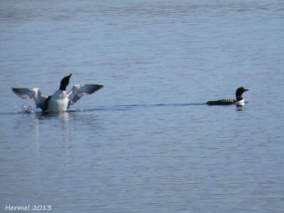 Plongeon Huard - Common Loon