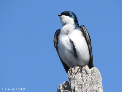 Hirondelle bicolore - Tree Swallow