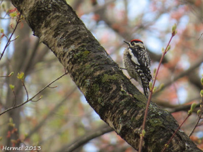 Pic macul - Yellow-bellied Sapsucker