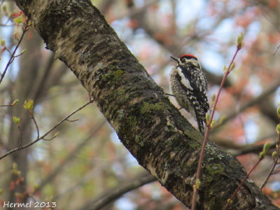 Pic maculé - Yellow-bellied Sapsucker