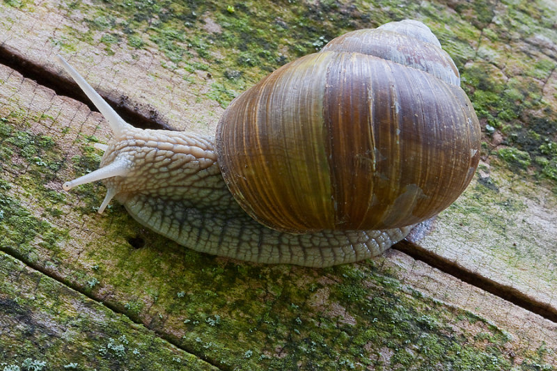 Burgundy snail, Vinbergssncka, Helix pomatia