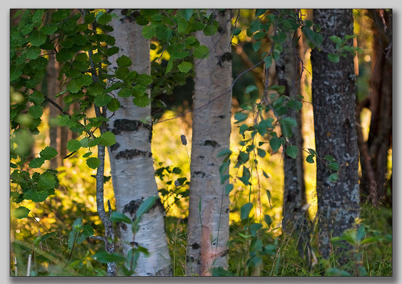 Backlit birch