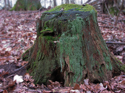 Old oak stump