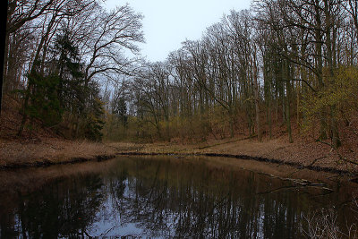 The mallards pond