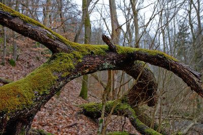 Moss covered tree