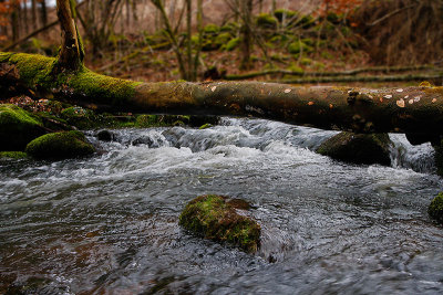 Tjute creek