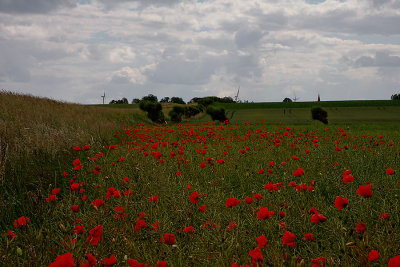 Field with poppies I