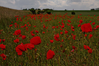 Field with poppies II