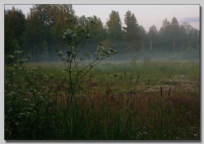 Evening mist I