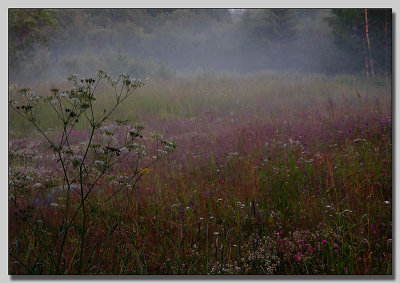 Evening mist III