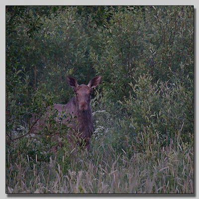Moose I
