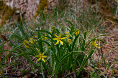 Yellow Star-of-Bethlehem, Vårlök, Gagea Lutea