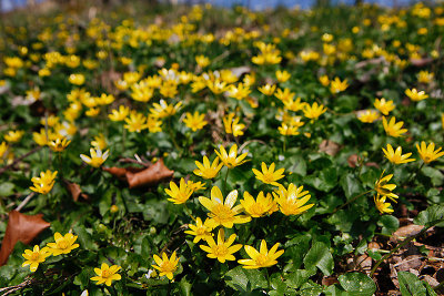Lesser Celandine, Svalört, Ranunculus ficaria