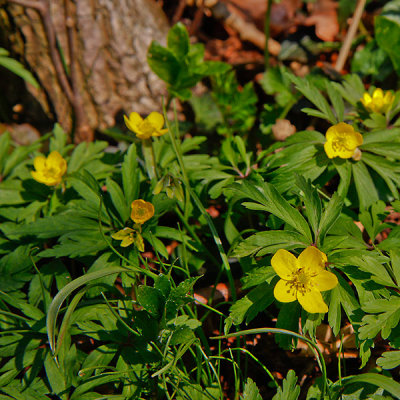 Yellow Anemone; Gulsippa; Anemone ranunculoides