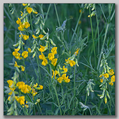 Meadow Vetchling; Gulvial; Lathyrus pratensis